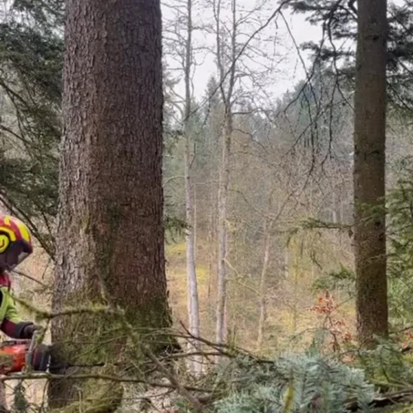 Tag erfolgreich beendet ✌🏻 Holzeinschlag, Holz rücken, und 570 junge Bäume gepflanzt. 🌲🪵 Danke an unser…